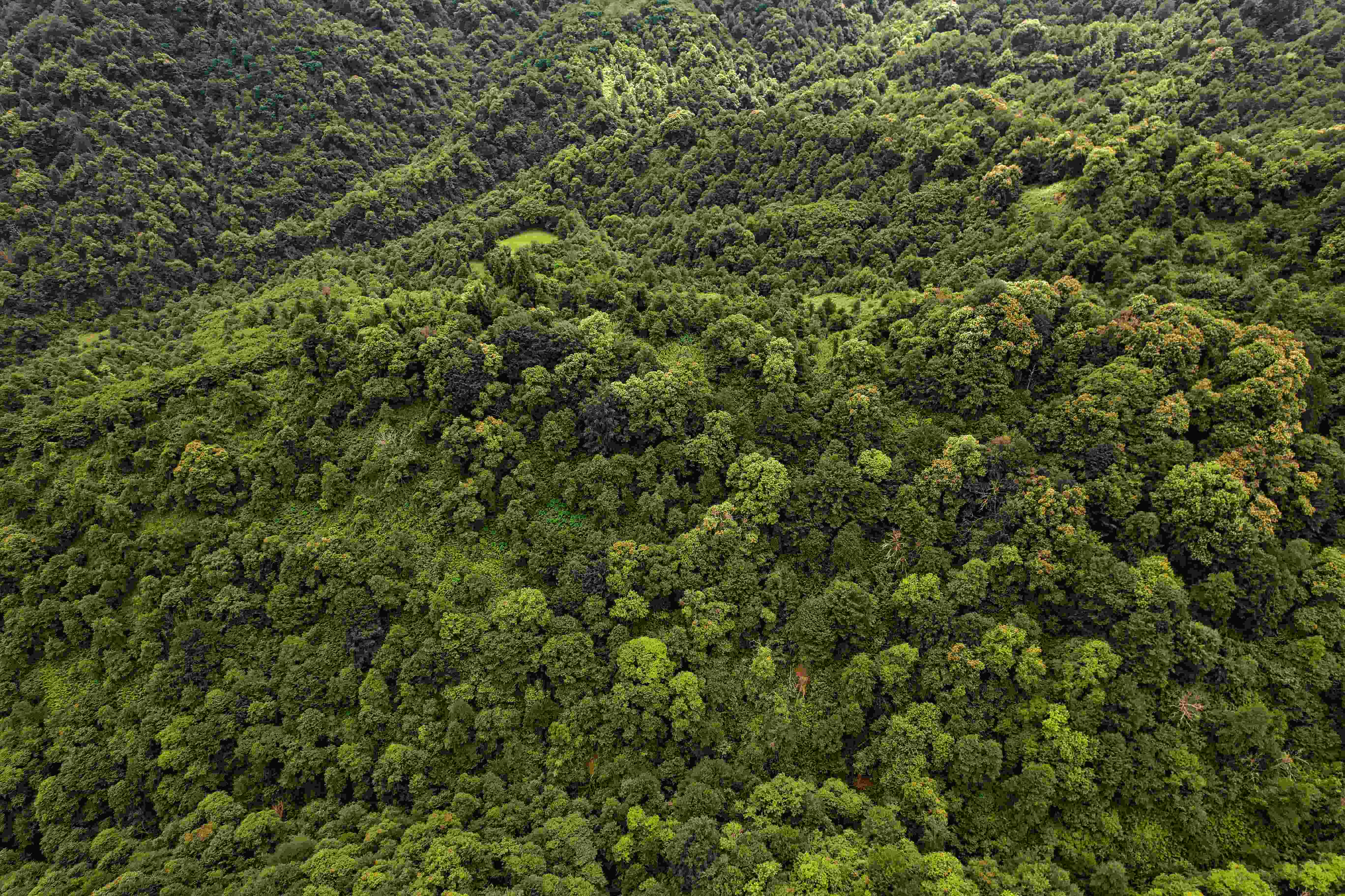 Talladega National Forest