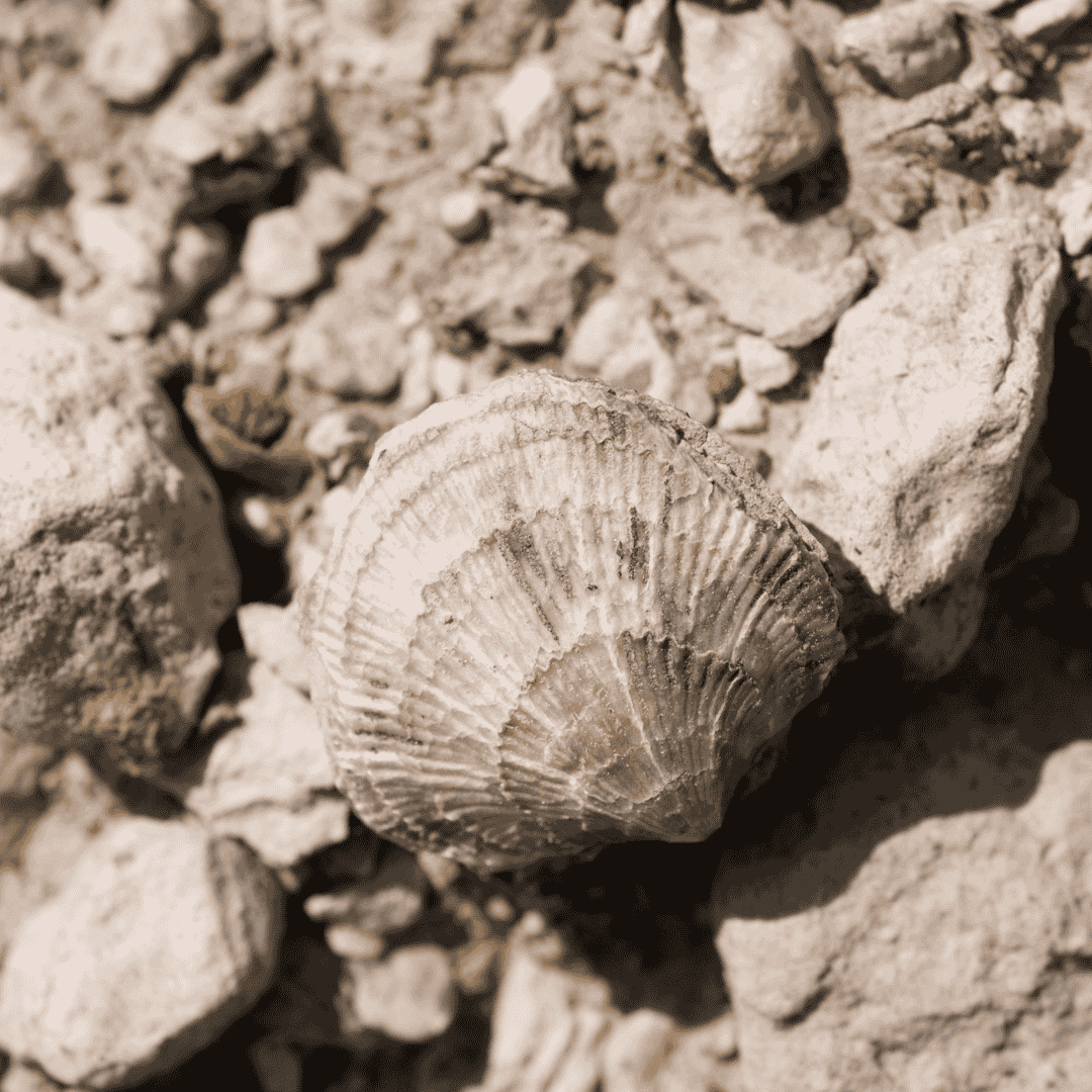 Brachiopod Fossil Sample
