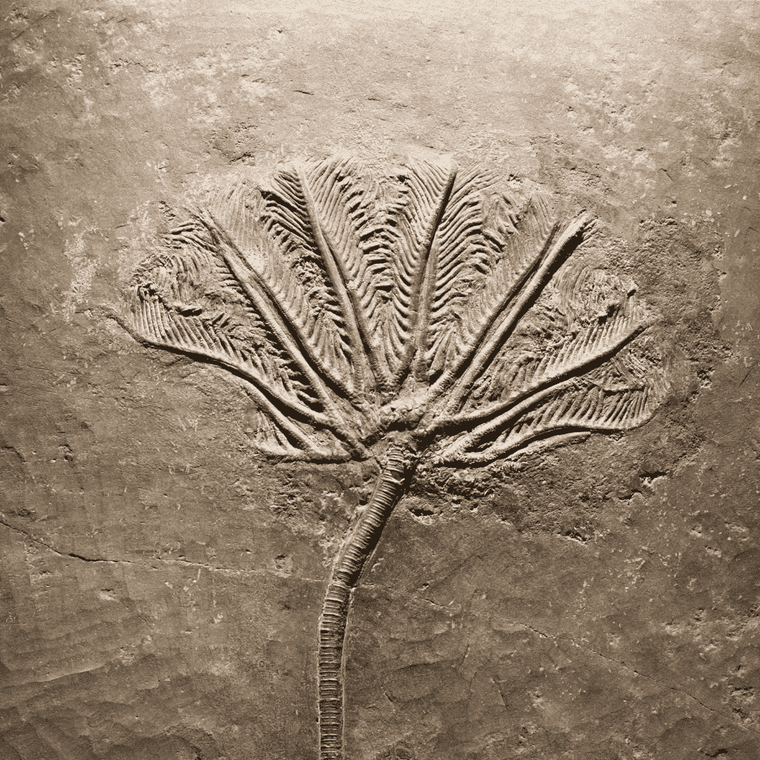 Crinoid Fossil Sample