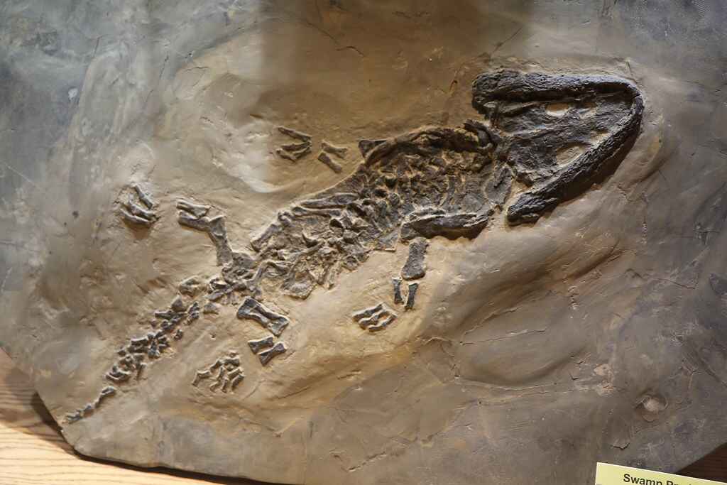 Dinosaur Fossil Sample