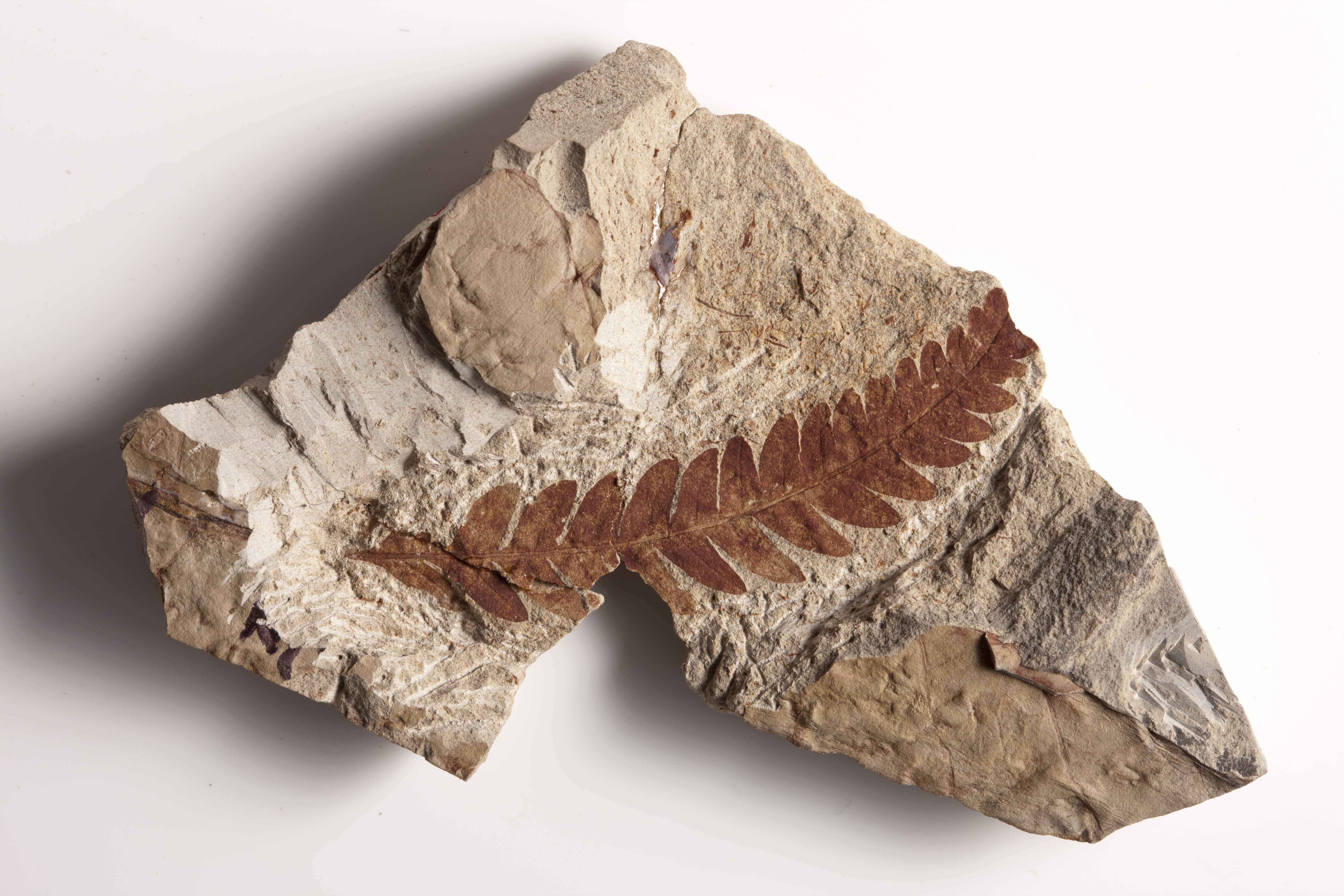 Fossil Sample