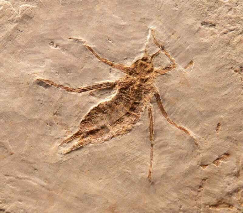 Insect Fossil Sample