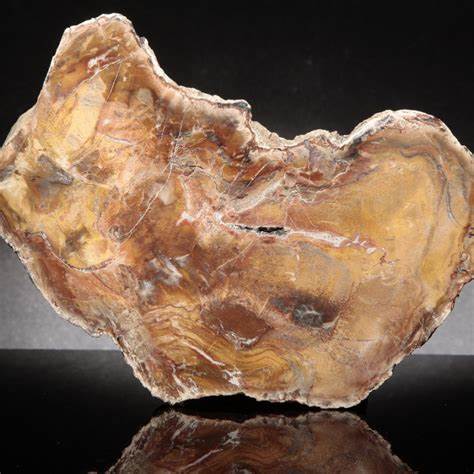 petrifiedWood Sample