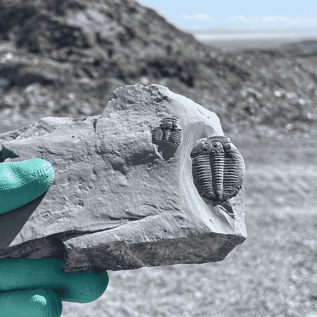 U-Dig Fossil Quarry