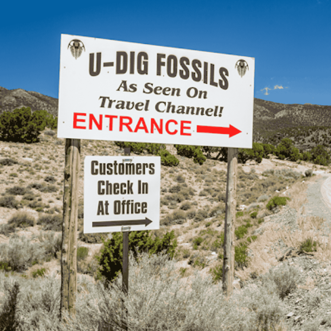 Fossil Hunting Tips